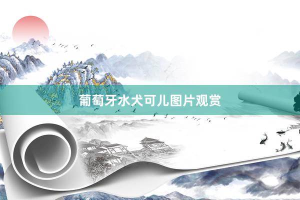 葡萄牙水犬可儿图片观赏