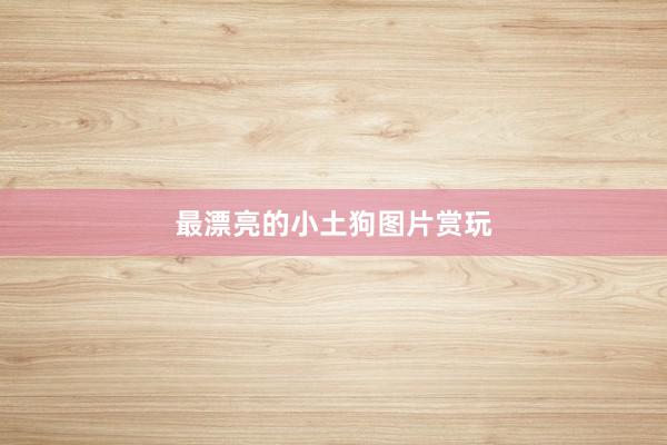 最漂亮的小土狗图片赏玩
